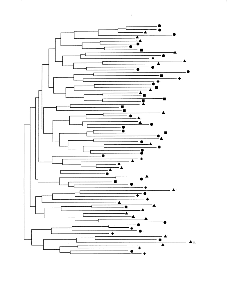 Dendrogram